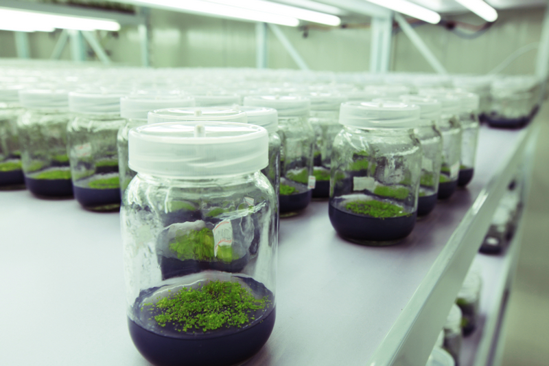 組培育苗鐵皮石斛